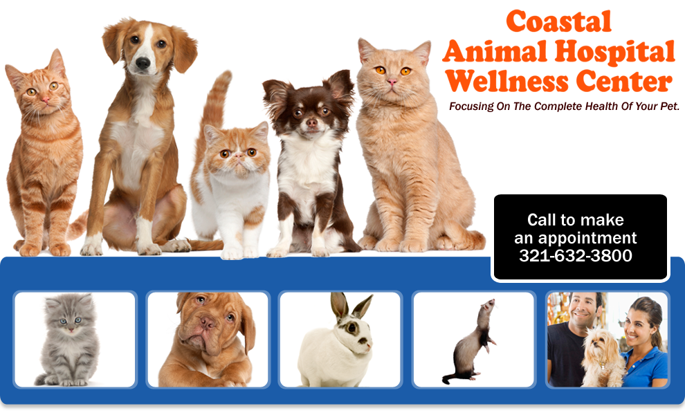 Coastal Animal Hospital Wellness Center